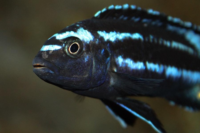 Pseudotropheus johannii